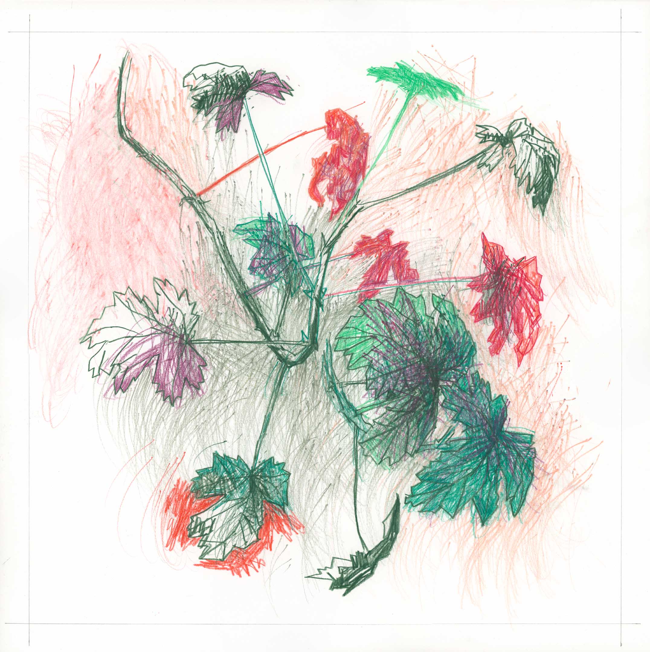 A 23 Leaves No 1 (Pelargonium Citrosum)